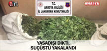 YASADIŞI DİKTİ, SUÇÜSTÜ YAKALANDI