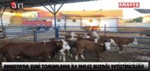 AMASYA’DA SUNİ TOHUMLAMA İLE MELEZ BUZAĞI YETİŞTİRİCİLİĞİ!