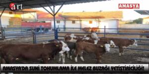 AMASYA’DA SUNİ TOHUMLAMA İLE MELEZ BUZAĞI YETİŞTİRİCİLİĞİ!