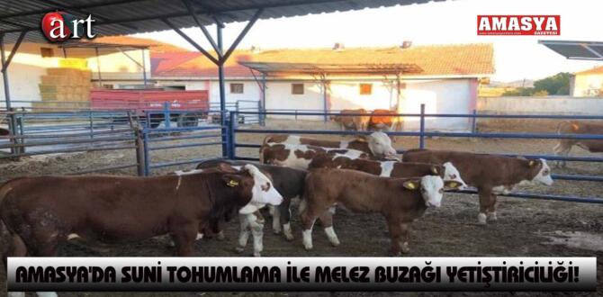 AMASYA’DA SUNİ TOHUMLAMA İLE MELEZ BUZAĞI YETİŞTİRİCİLİĞİ!