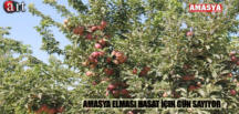 Amasya Elması Hasat İçin Gün Sayıyor