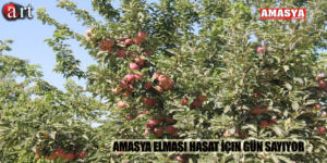 Amasya Elması Hasat İçin Gün Sayıyor