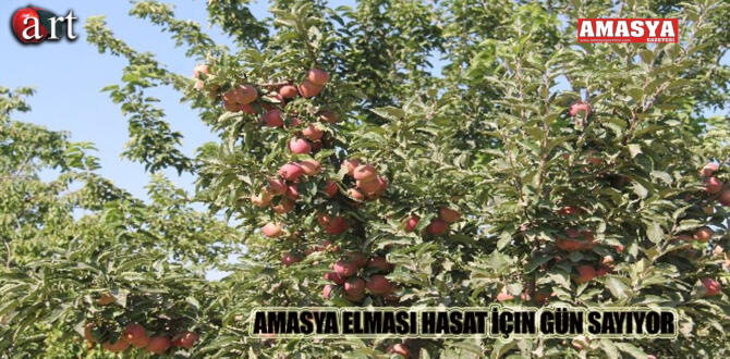 Amasya Elması Hasat İçin Gün Sayıyor