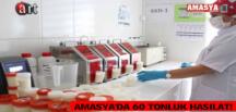 AMASYA’DA 60 TONLUK HASILAT!