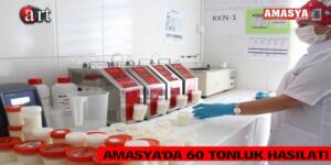 AMASYA’DA 60 TONLUK HASILAT!