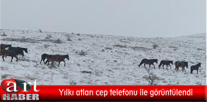 Yılkı atları cep telefonu ile görüntülendi