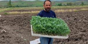 Türkiye’nin kaliteli sebzelerinin yetiştiği Amasya’nın köylerinde binlerce sebze fidesi toprakla buluştu.